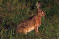 Lepus europaeus